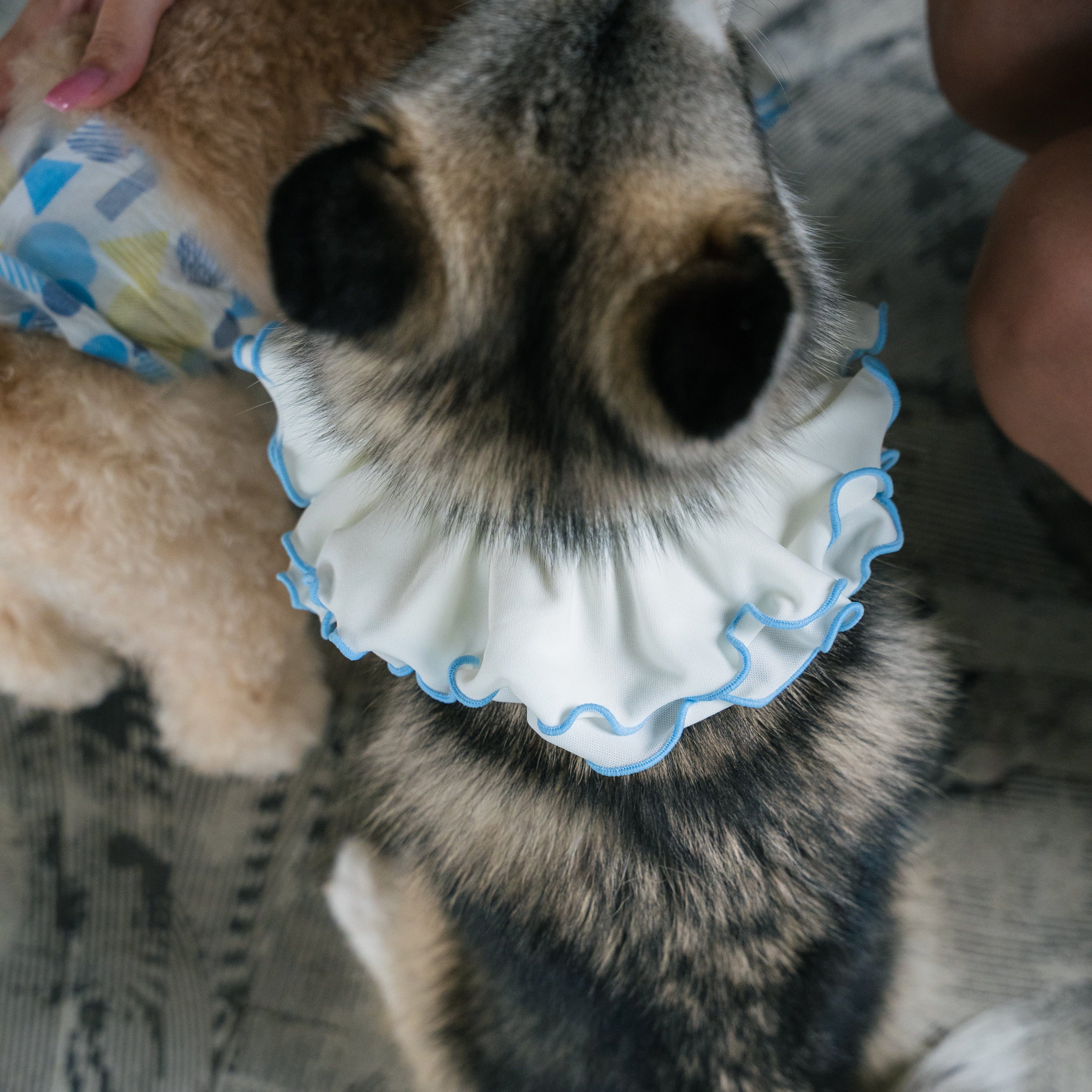 メロウフリルビブ