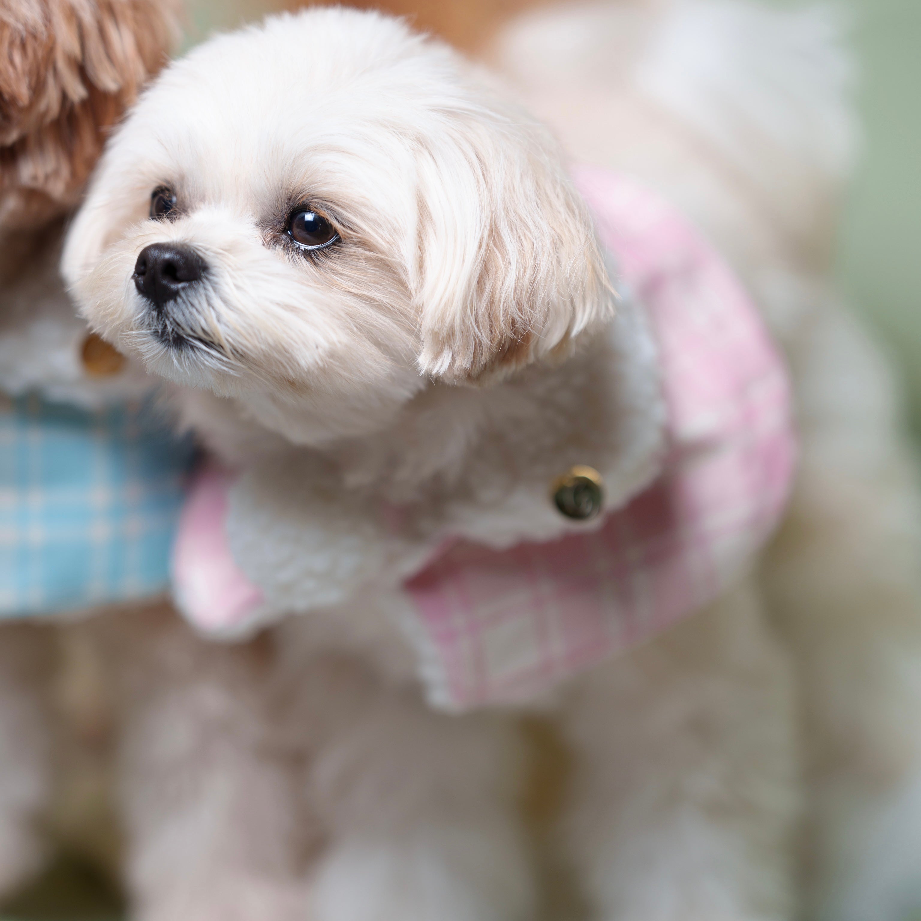 もこもこぷちケープ